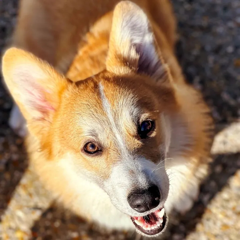 https://petsandfamily.pt/wp-content/uploads/2024/02/alfie.webp