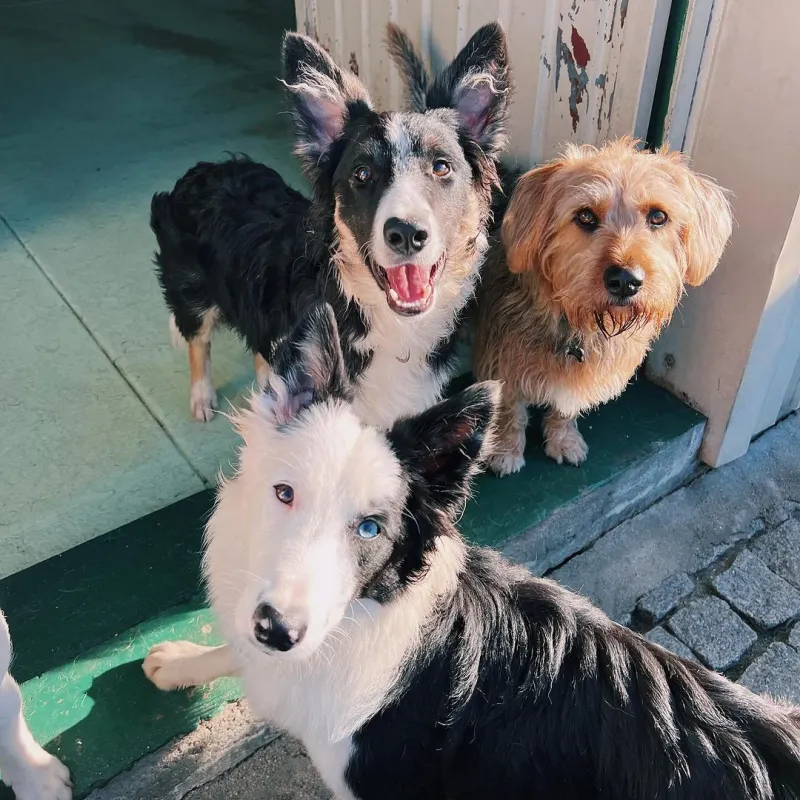 https://petsandfamily.pt/wp-content/uploads/2024/02/foto_creche.webp