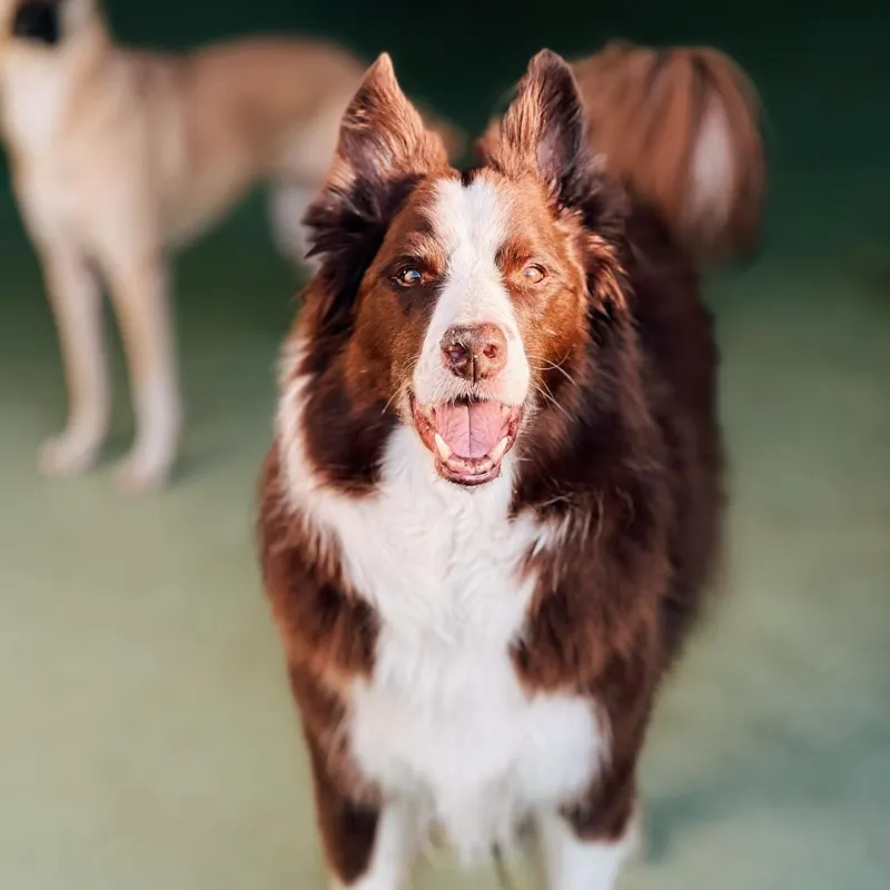 https://petsandfamily.pt/wp-content/uploads/2024/02/foto_creche2.webp