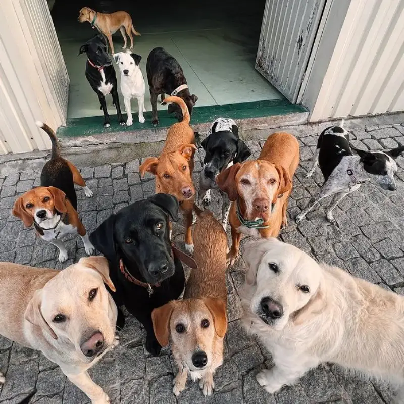 https://petsandfamily.pt/wp-content/uploads/2024/02/grupo.webp