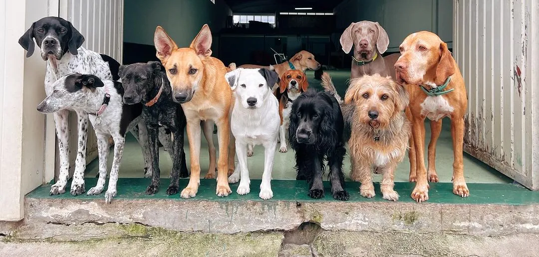 Foto da galeria de Hotel Canino da Maia - Pets&Family