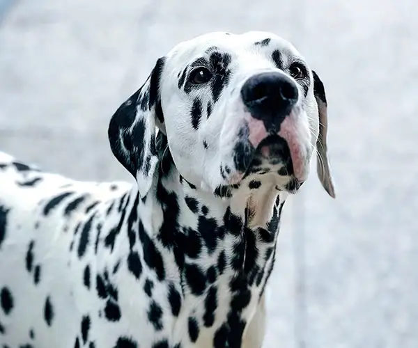 https://petsandfamily.pt/wp-content/uploads/2024/02/inner_image_process.webp