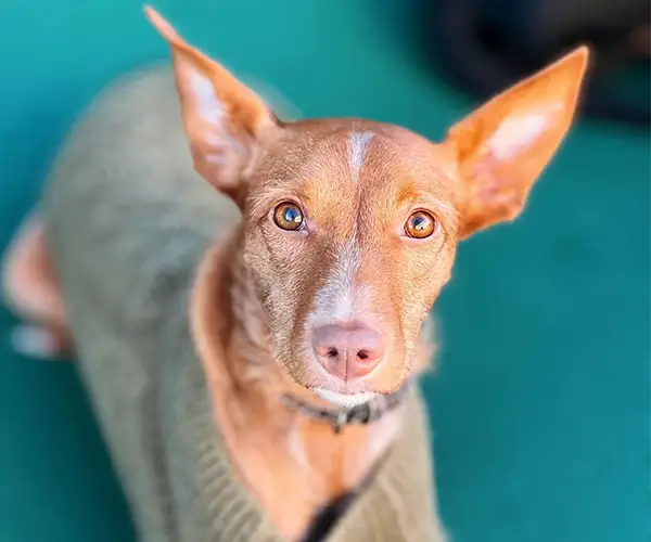 https://petsandfamily.pt/wp-content/uploads/2024/02/inner_image_process3.webp