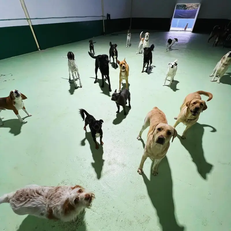https://petsandfamily.pt/wp-content/uploads/2024/02/interior.webp