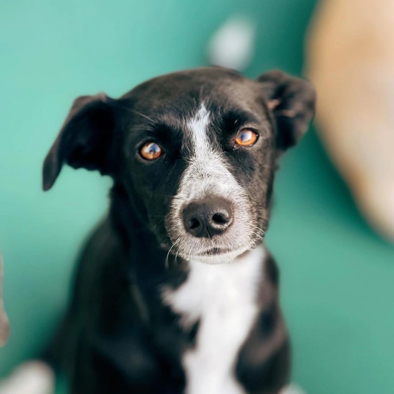 https://petsandfamily.pt/wp-content/uploads/2024/02/koa.webp