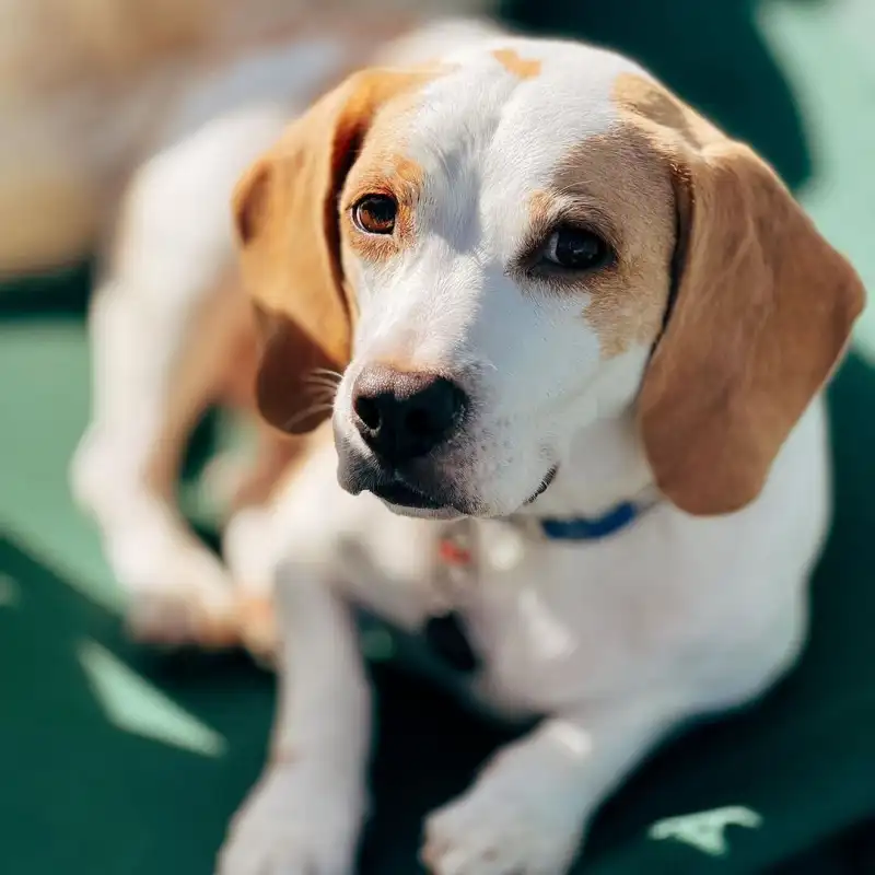 https://petsandfamily.pt/wp-content/uploads/2024/02/ned.webp