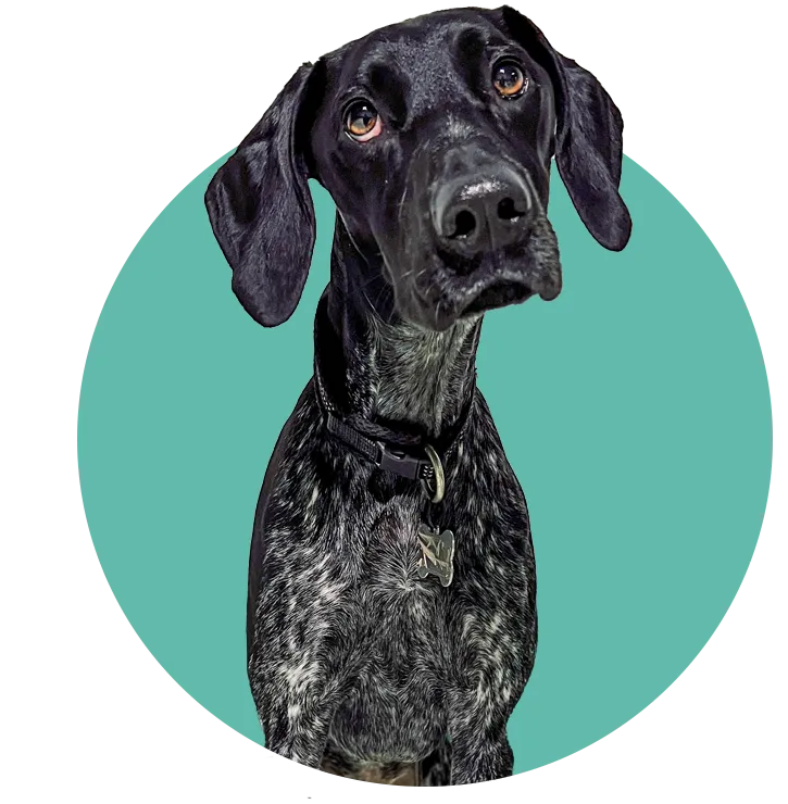 https://petsandfamily.pt/wp-content/uploads/2024/02/olivia.webp