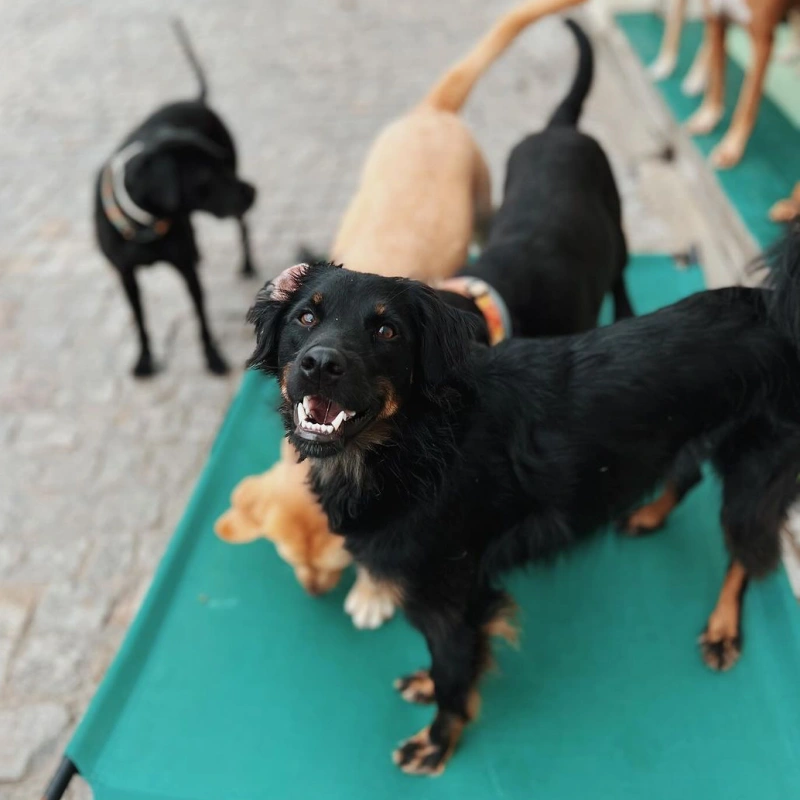 https://petsandfamily.pt/wp-content/uploads/2024/02/sky.webp
